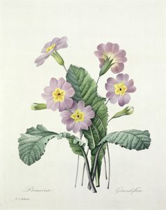 Primula (Primrose), Bessin metszete, a "Legszebb virágok válogatásából", 1827